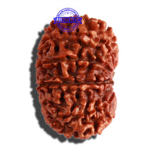 Load image into Gallery viewer, 11 Mukhi Nepalese Rudraksha - Bead No. 281
