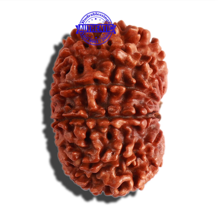 11 Mukhi Nepalese Rudraksha - Bead No. 281