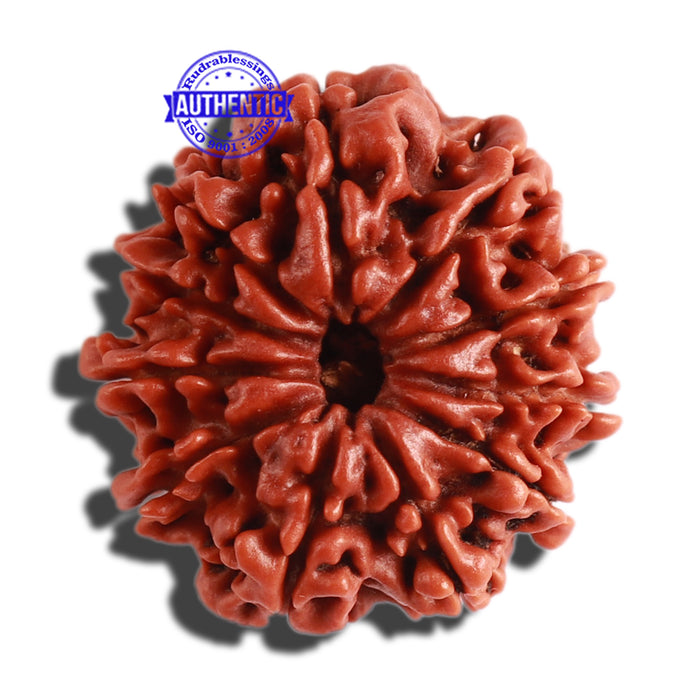 11 Mukhi Nepalese Rudraksha - Bead No. 282