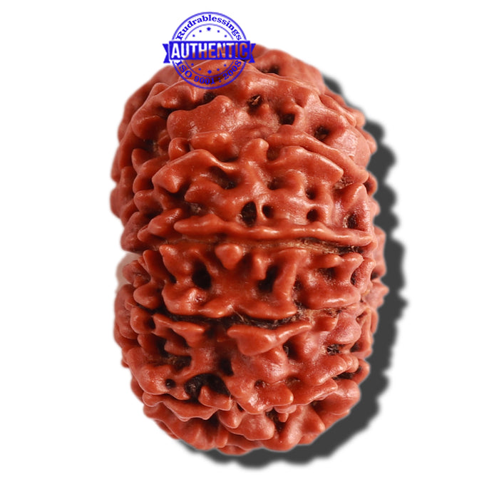 11 Mukhi Nepalese Rudraksha - Bead No. 282