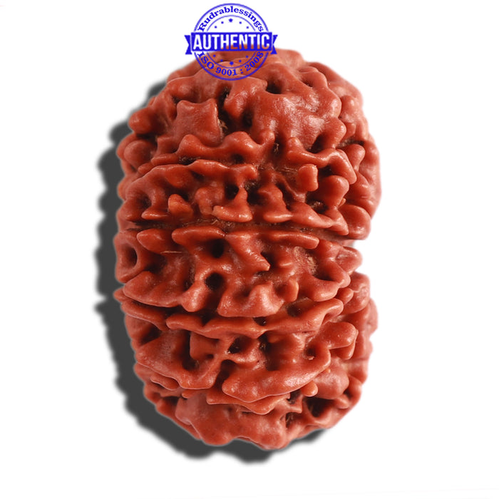 11 Mukhi Nepalese Rudraksha - Bead No. 282