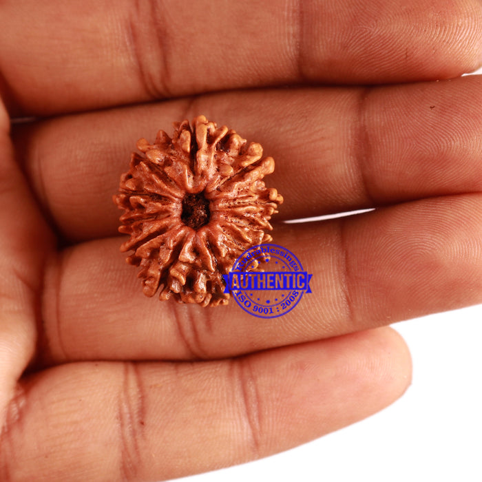 11 Mukhi Nepalese Rudraksha - Bead No. 283