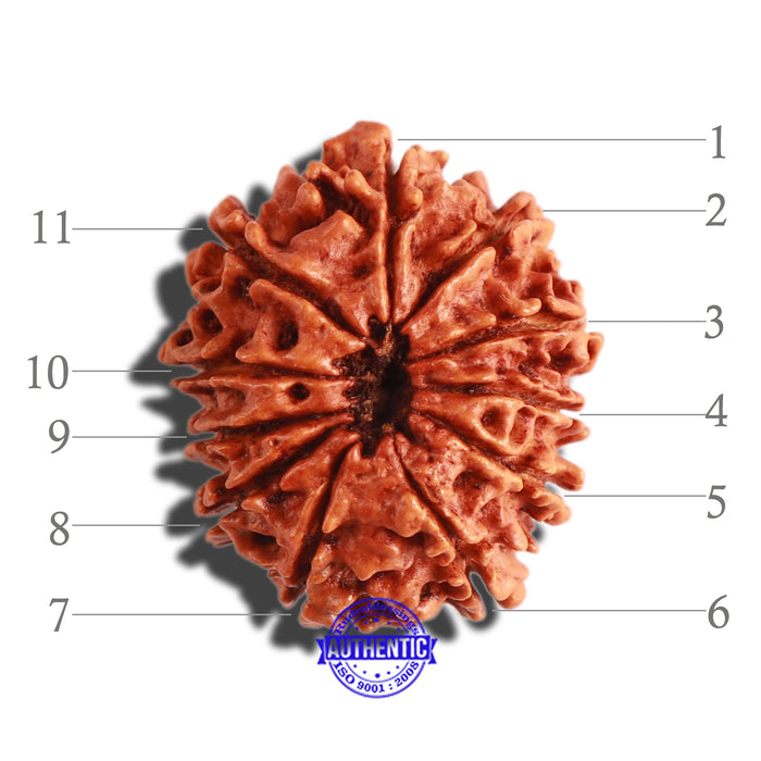 11 Mukhi Nepalese Rudraksha - Bead No. 283
