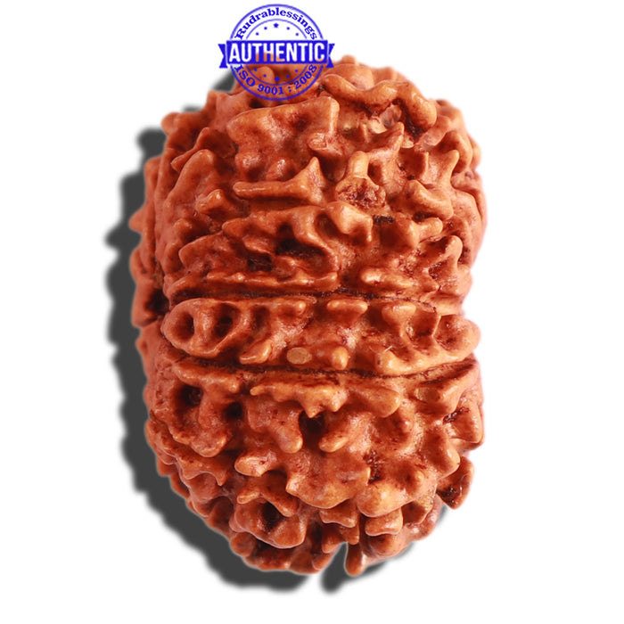 11 Mukhi Nepalese Rudraksha - Bead No. 283