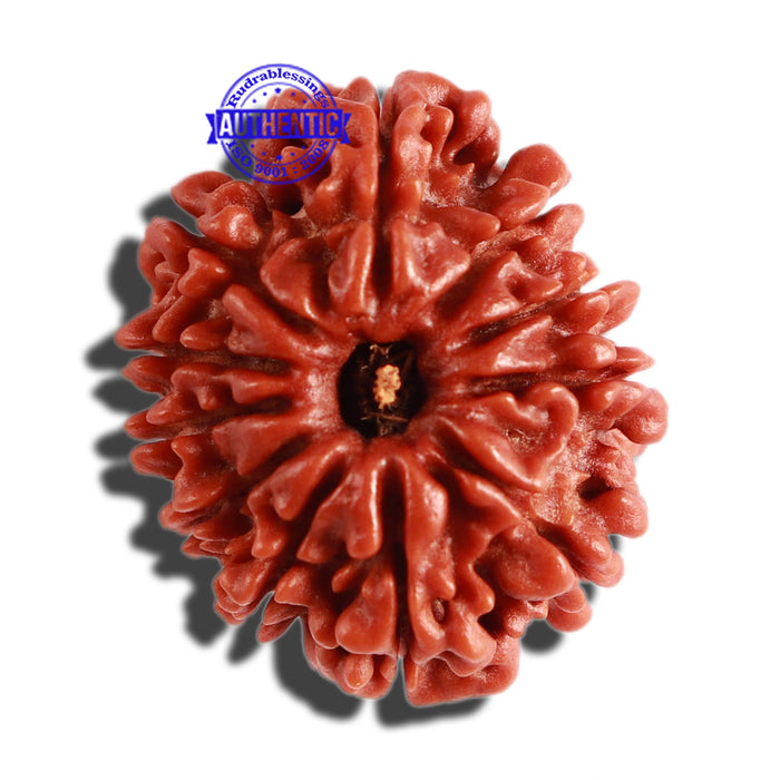 11 Mukhi Nepalese Rudraksha - Bead No. 284