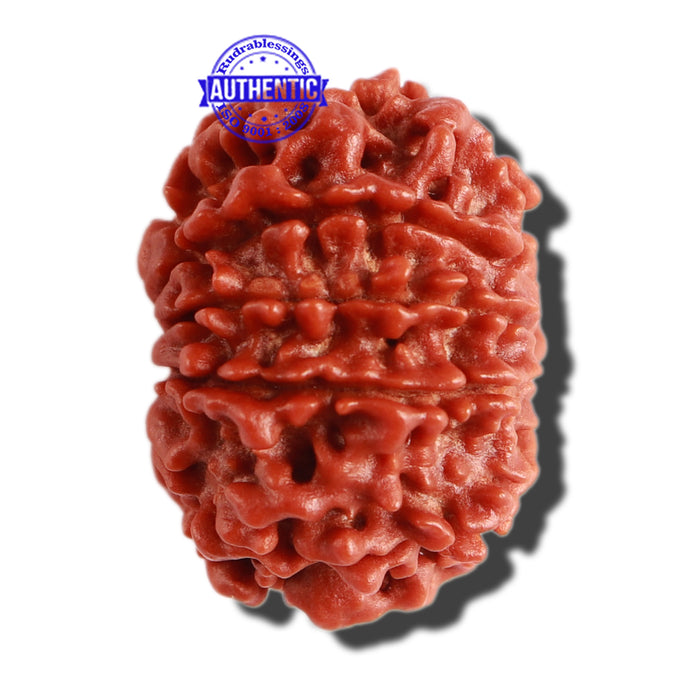 11 Mukhi Nepalese Rudraksha - Bead No. 284
