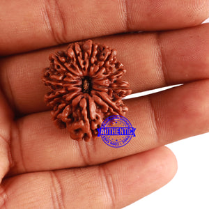 11 Mukhi Nepalese Rudraksha - Bead No. 299
