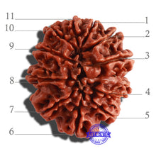 Load image into Gallery viewer, 11 Mukhi Nepalese Rudraksha - Bead No. 299
