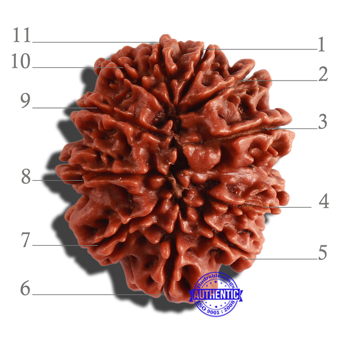 11 Mukhi Nepalese Rudraksha - Bead No. 299
