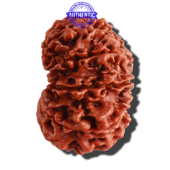 11 Mukhi Nepalese Rudraksha - Bead No. 299