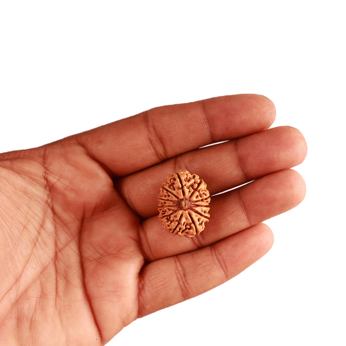 11 Mukhi Nepalese Rudraksha - Bead No. 300