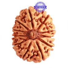 Load image into Gallery viewer, 11 Mukhi Nepalese Rudraksha - Bead No. 300

