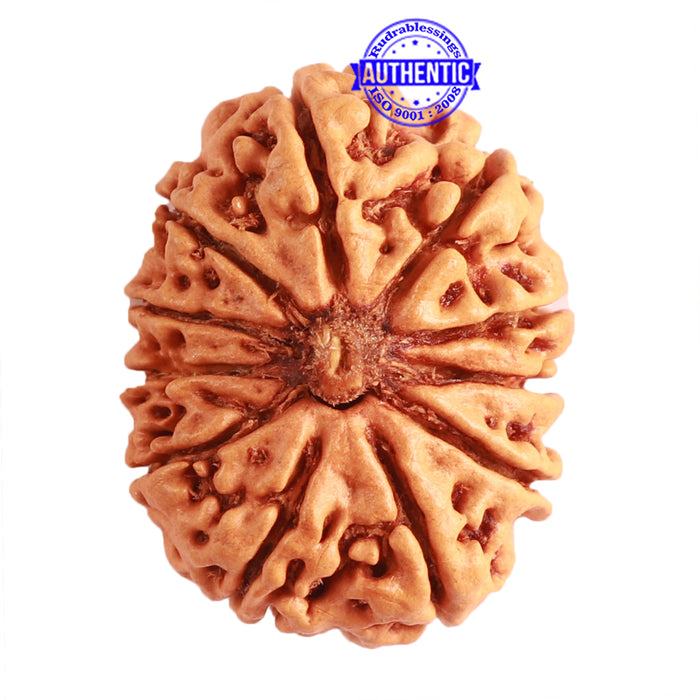 11 Mukhi Nepalese Rudraksha - Bead No. 300