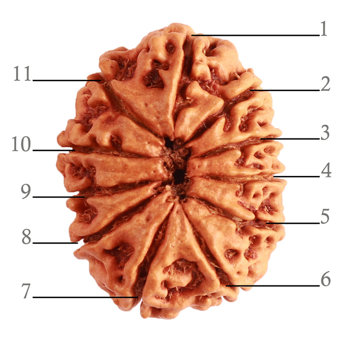 11 Mukhi Nepalese Rudraksha - Bead No. 300