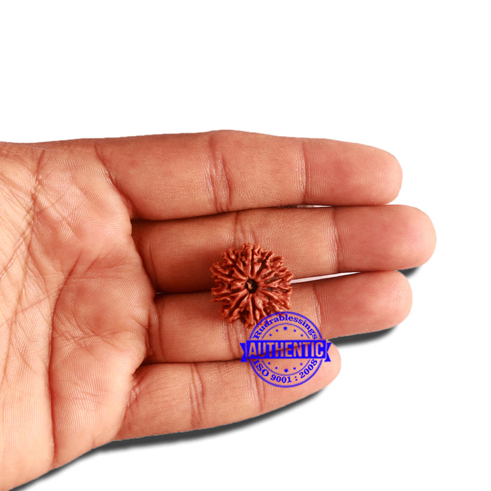 11 Mukhi Nepalese Rudraksha - Bead No. 301