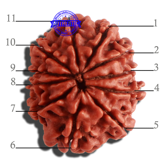 11 Mukhi Nepalese Rudraksha - Bead No. 302