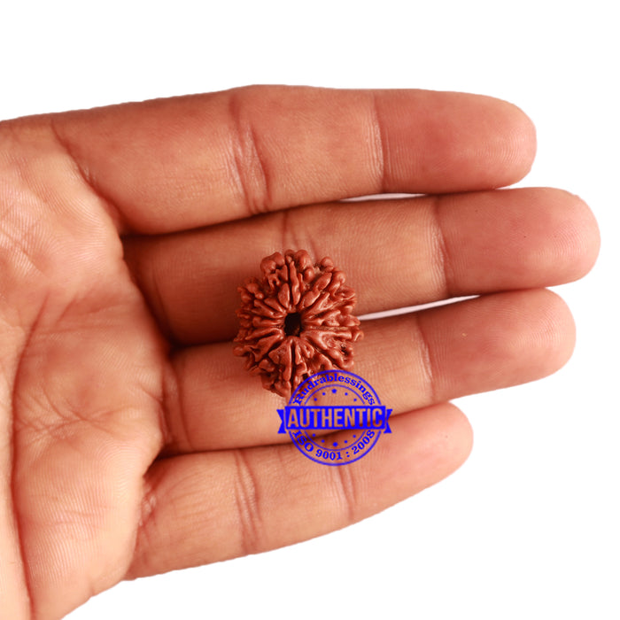 11 Mukhi Nepalese Rudraksha - Bead No. 303