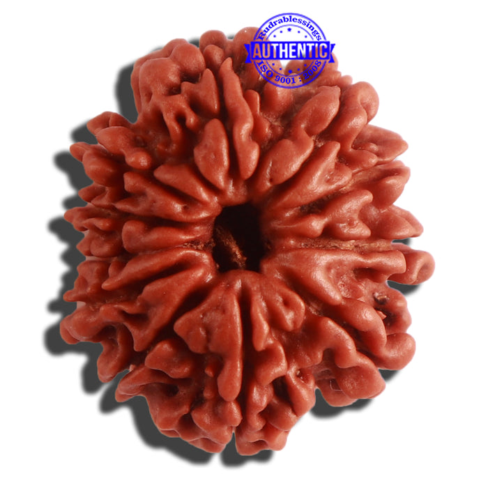 11 Mukhi Nepalese Rudraksha - Bead No. 303