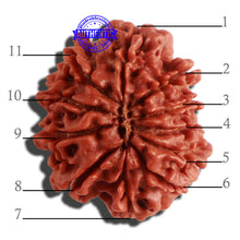 Load image into Gallery viewer, 11 Mukhi Nepalese Rudraksha - Bead No. 303
