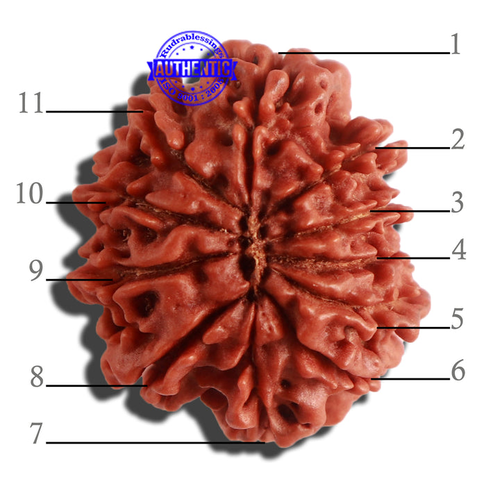 11 Mukhi Nepalese Rudraksha - Bead No. 303