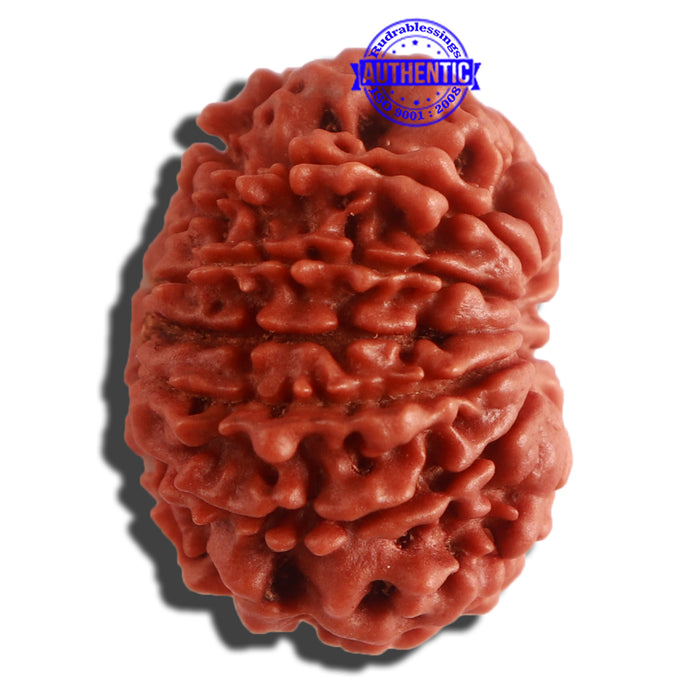 11 Mukhi Nepalese Rudraksha - Bead No. 303