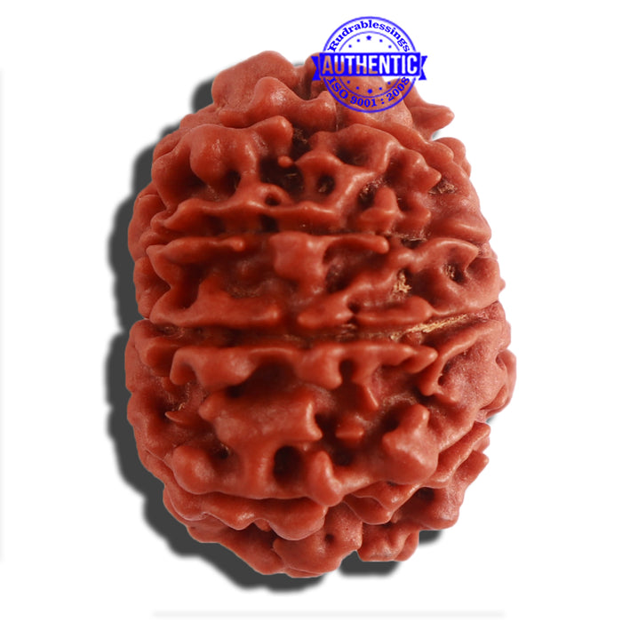11 Mukhi Nepalese Rudraksha - Bead No. 303