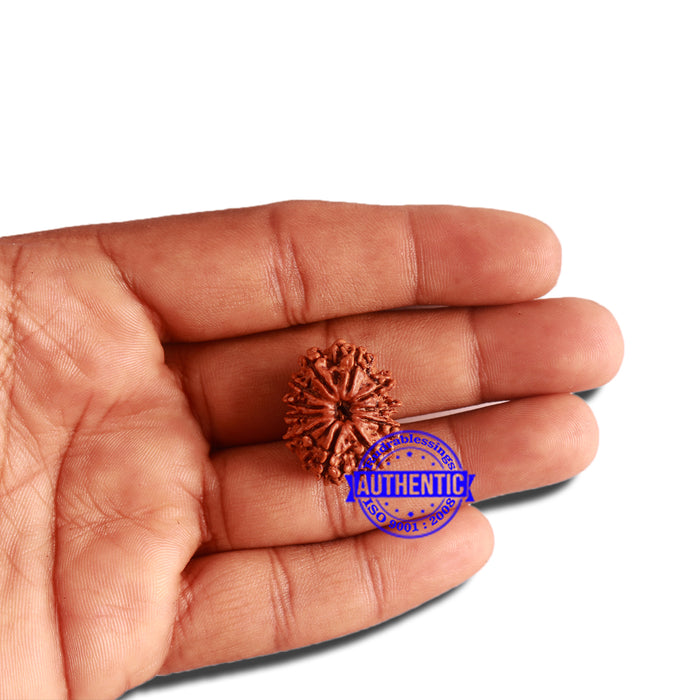 11 Mukhi Nepalese Rudraksha - Bead No. 304