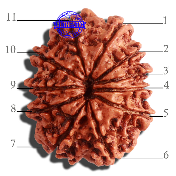 11 Mukhi Nepalese Rudraksha - Bead No. 304