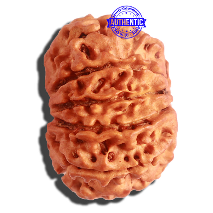 11 Mukhi Nepalese Rudraksha - Bead No. 305
