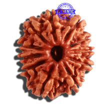 Load image into Gallery viewer, 11 Mukhi Nepalese Rudraksha - Bead No. 306
