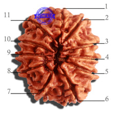 Load image into Gallery viewer, 11 Mukhi Nepalese Rudraksha - Bead No. 306
