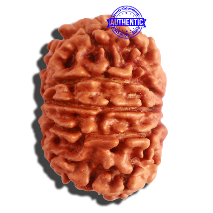 11 Mukhi Nepalese Rudraksha - Bead No. 306