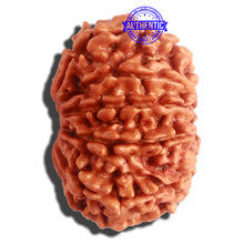 Load image into Gallery viewer, 11 Mukhi Nepalese Rudraksha - Bead No. 306
