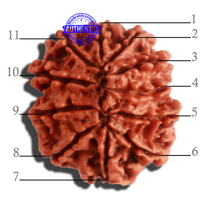 11 Mukhi Nepalese Rudraksha - Bead No. 307