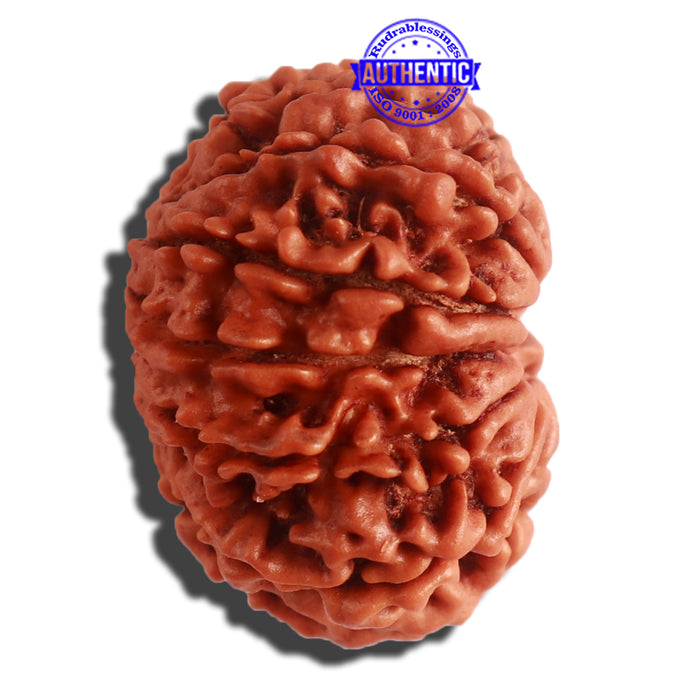 11 Mukhi Nepalese Rudraksha - Bead No. 307