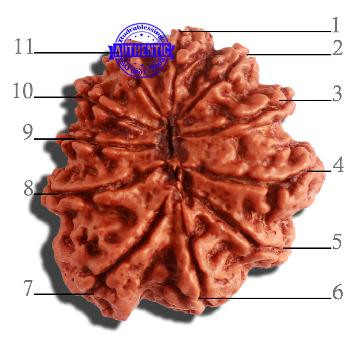 11 Mukhi Nepalese Rudraksha - Bead No. 310