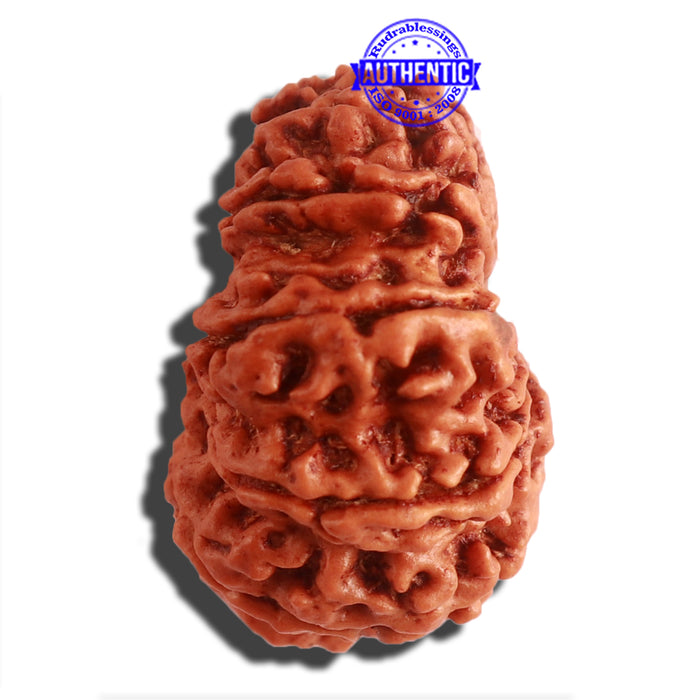 11 Mukhi Nepalese Rudraksha - Bead No. 310