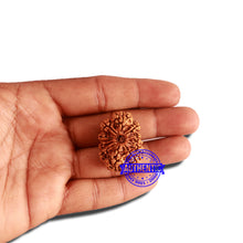 Load image into Gallery viewer, 11 Mukhi Nepalese Rudraksha - Bead No. 313
