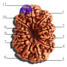 Load image into Gallery viewer, 11 Mukhi Nepalese Rudraksha - Bead No. 313
