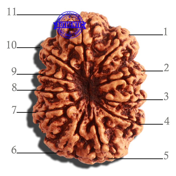 11 Mukhi Nepalese Rudraksha - Bead No. 313
