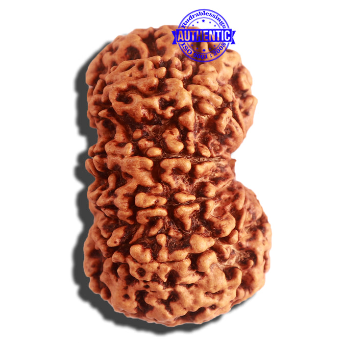 11 Mukhi Nepalese Rudraksha - Bead No. 313