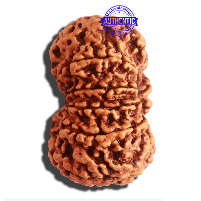 11 Mukhi Nepalese Rudraksha - Bead No. 313