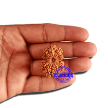Load image into Gallery viewer, 11 Mukhi Nepalese Rudraksha - Bead No. 314
