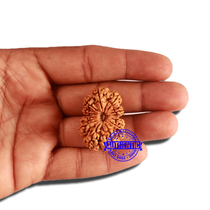 11 Mukhi Nepalese Rudraksha - Bead No. 314