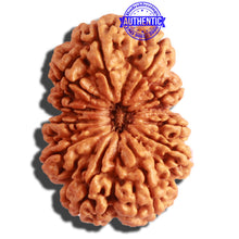 Load image into Gallery viewer, 11 Mukhi Nepalese Rudraksha - Bead No. 314
