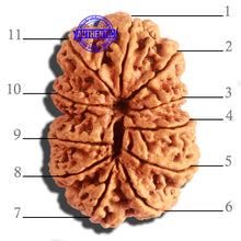 Load image into Gallery viewer, 11 Mukhi Nepalese Rudraksha - Bead No. 314
