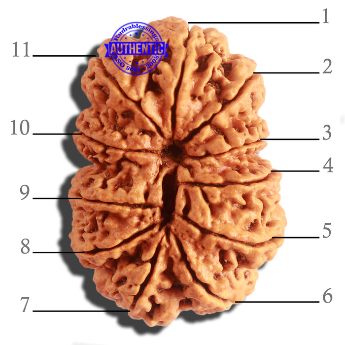 11 Mukhi Nepalese Rudraksha - Bead No. 314