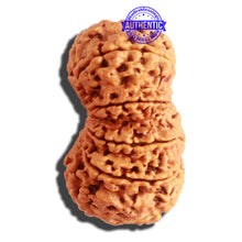 Load image into Gallery viewer, 11 Mukhi Nepalese Rudraksha - Bead No. 314
