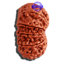 Load image into Gallery viewer, 11 Mukhi Nepalese Rudraksha - Bead No. 315
