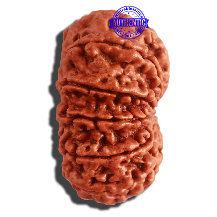 11 Mukhi Nepalese Rudraksha - Bead No. 315